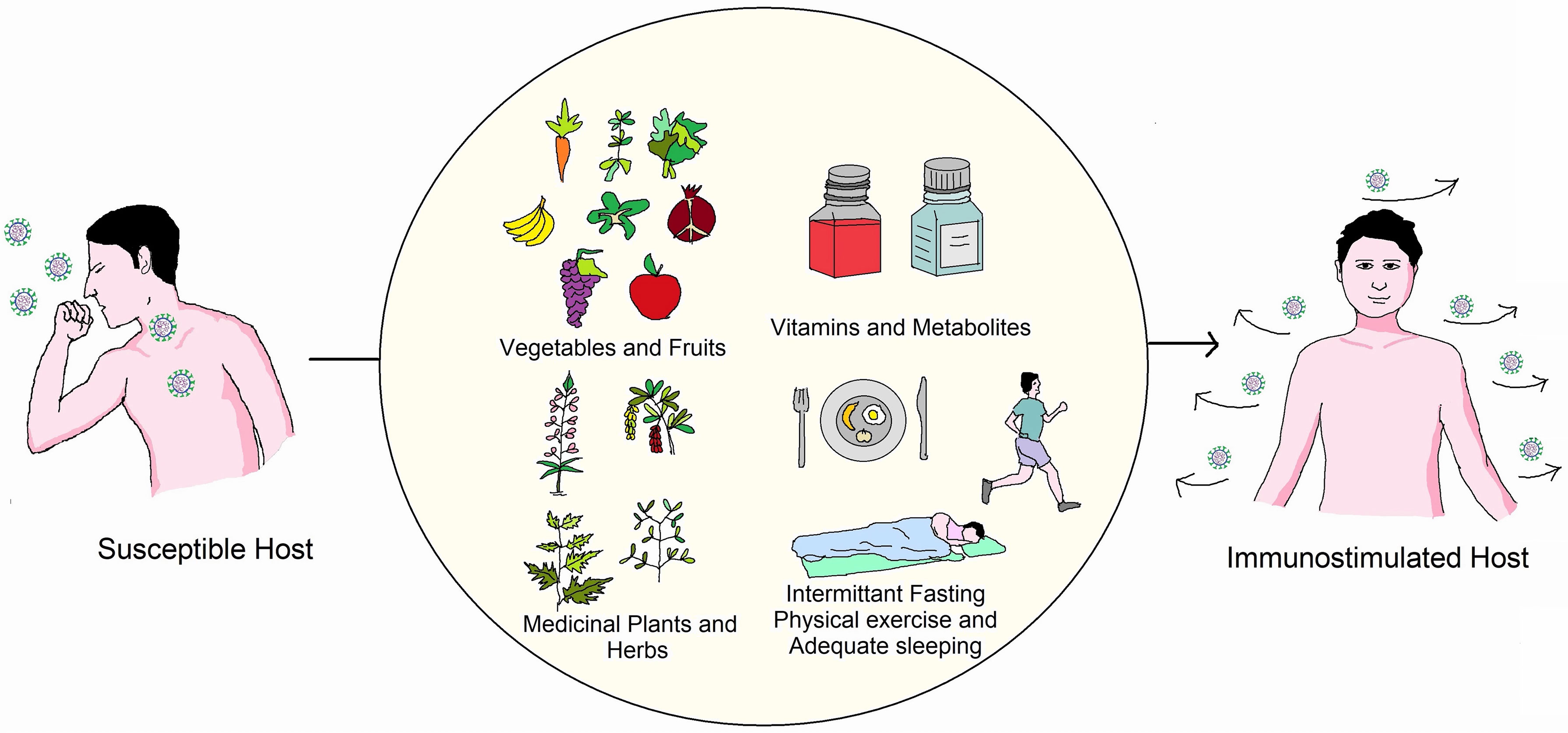 Immune System against SARS CoV-2